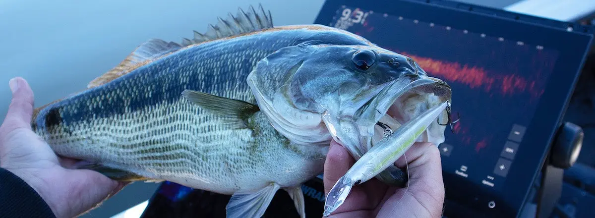 Fish caught with Berkley Fishing forward-facing sonar bait