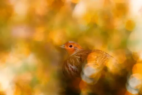 Grouse in autumn leaves