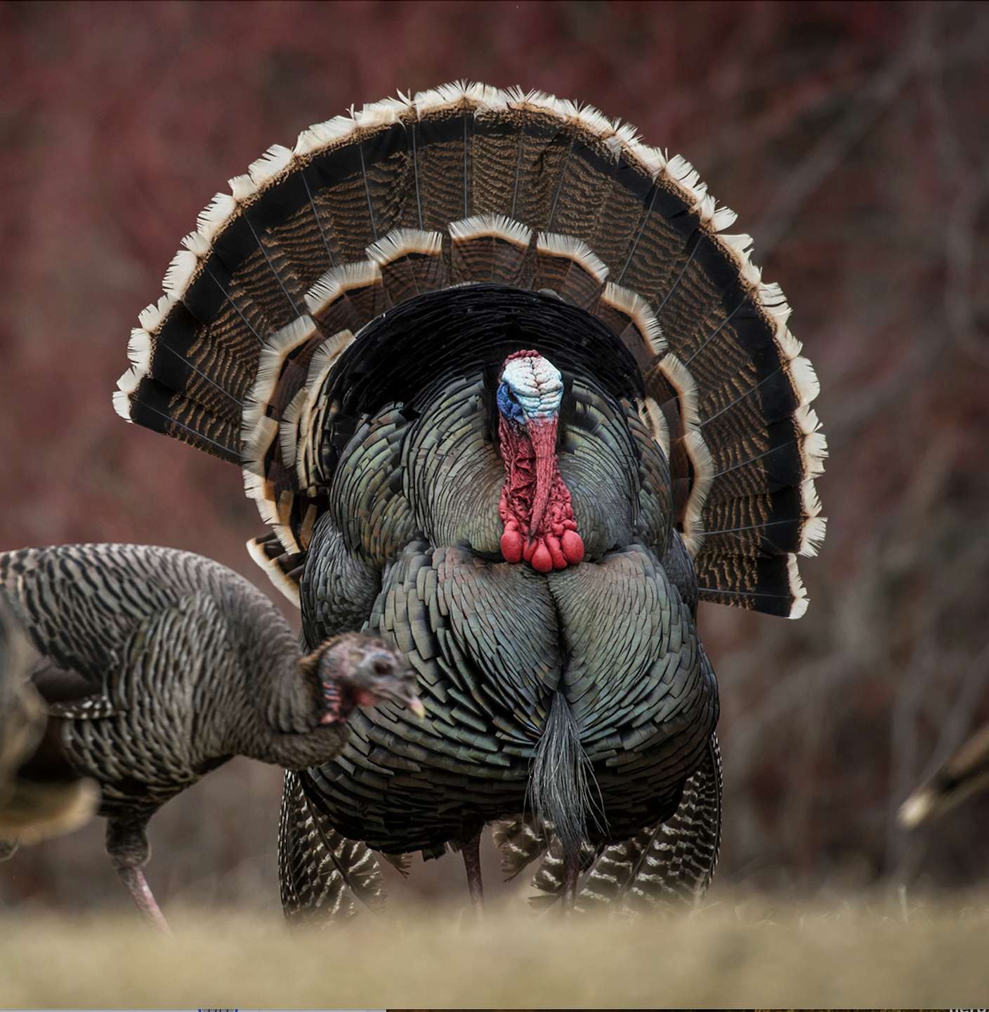 A tom turkey struts in a field with hens. 
