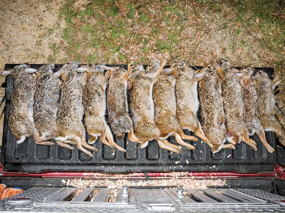 rabbits on a truck tailgate