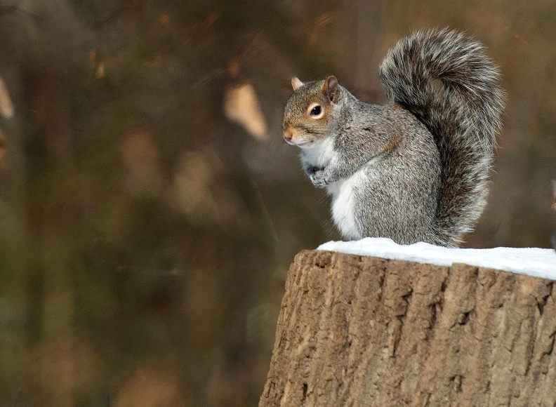 A gray squirrel sits on the top of a snow-capped log 