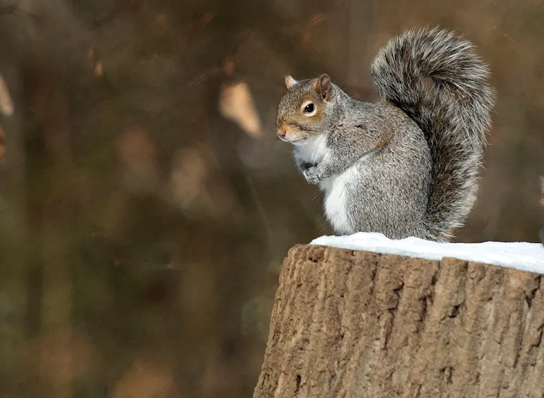 A gray squirrel sits on the top of a snow-capped log