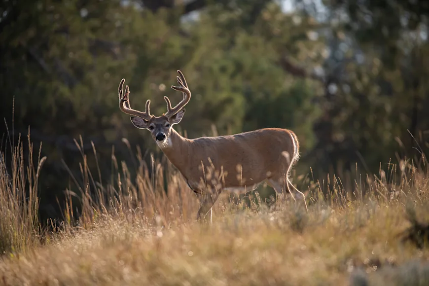 A big velvet whitetail buck walks the edge of a field.