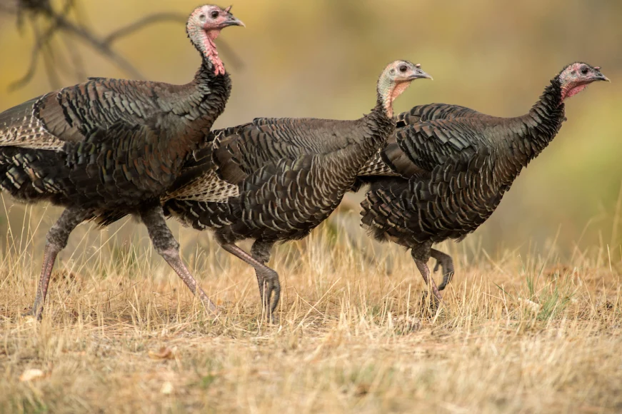 Three wild turkey walking in a brown field