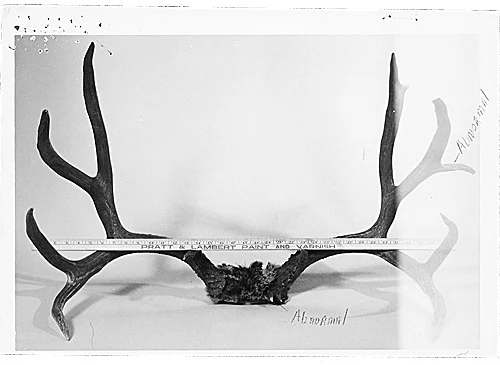 The skull cap and rack of one of the biggest mule deer ever taken. 