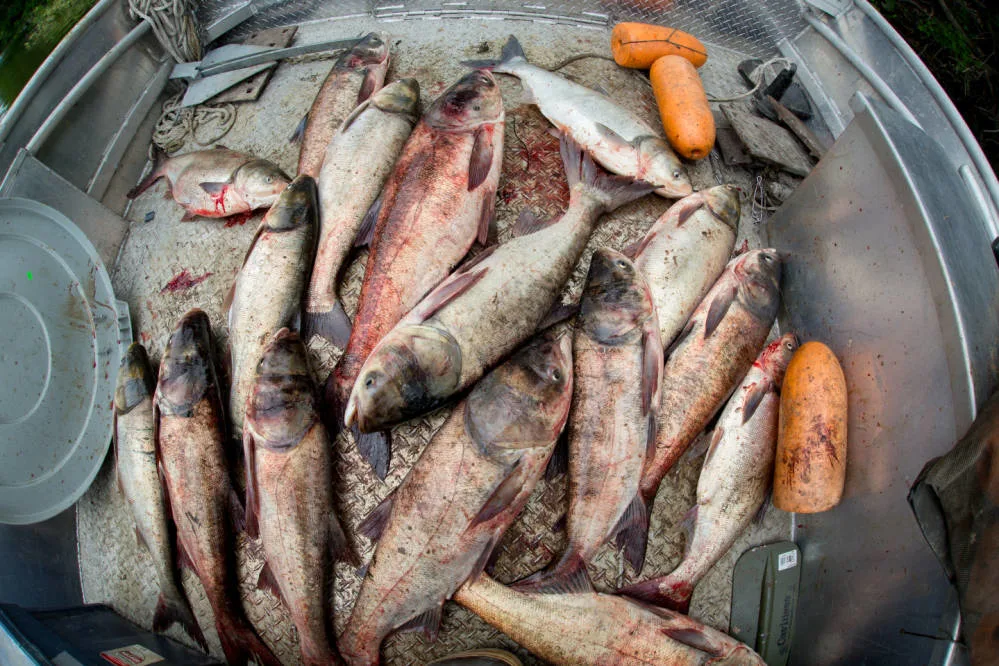 bighead carp in boat