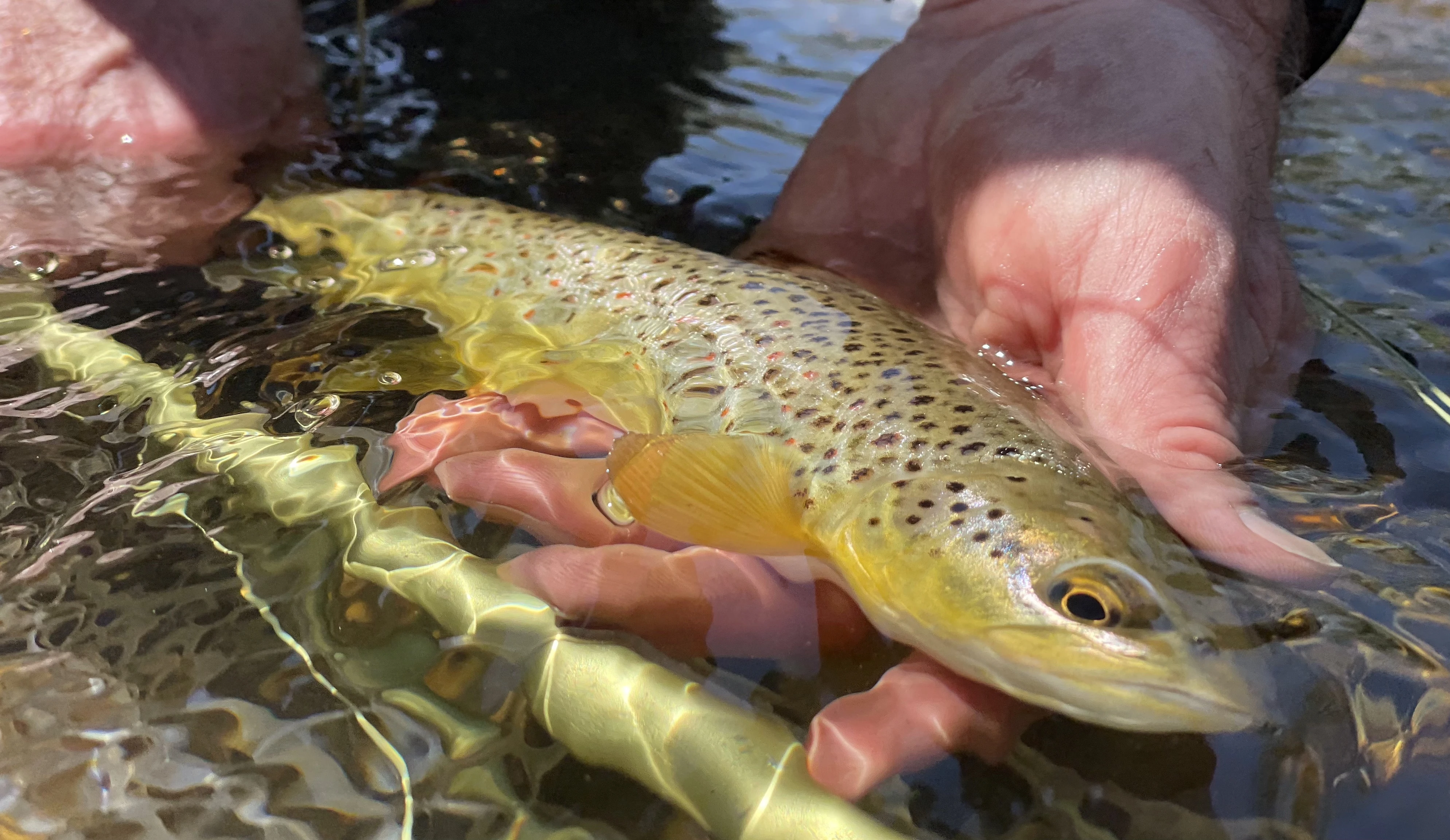 An angler holds a brown trout in a net