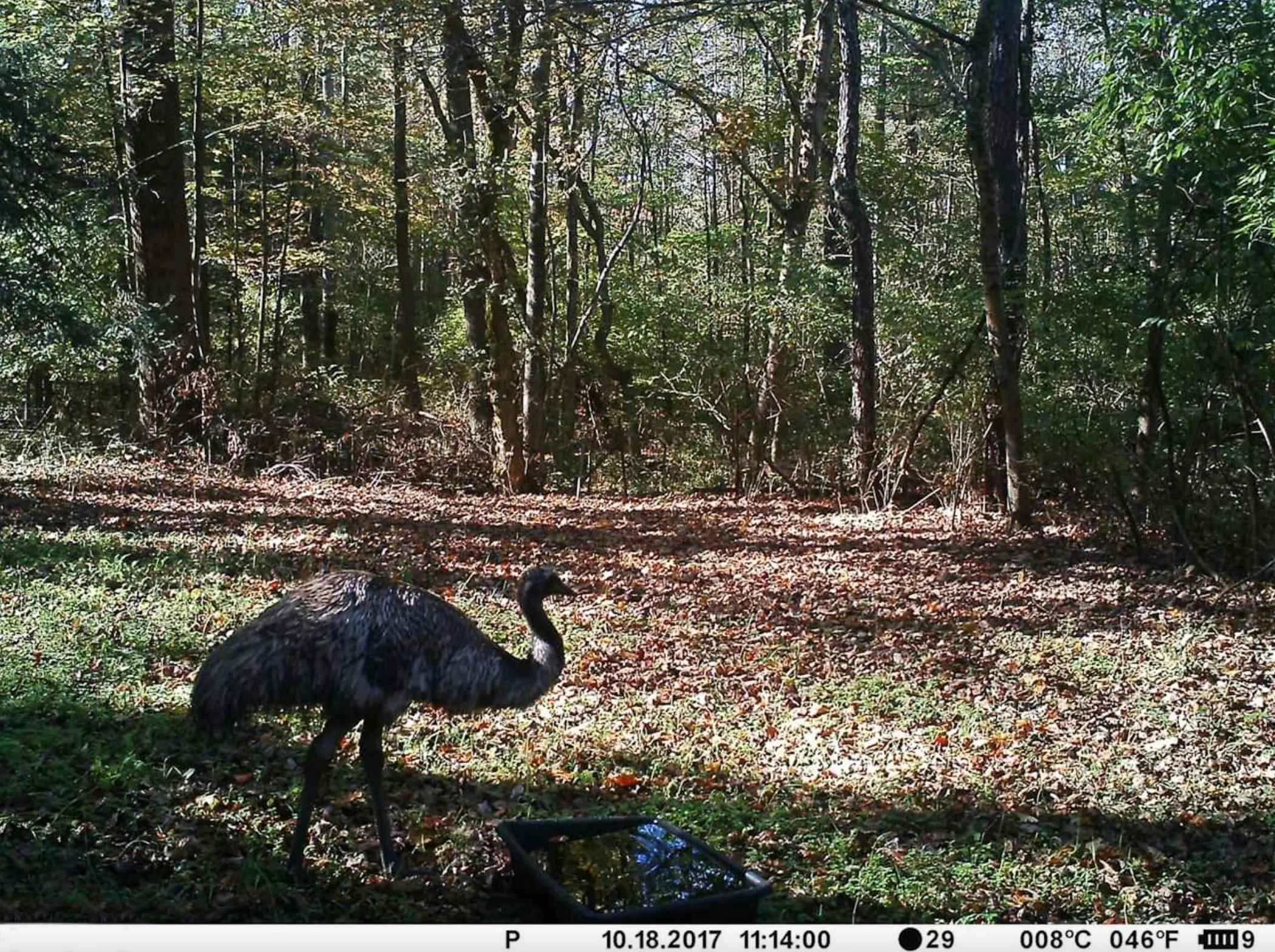 A trail camera photo of an emu at a water hole. 