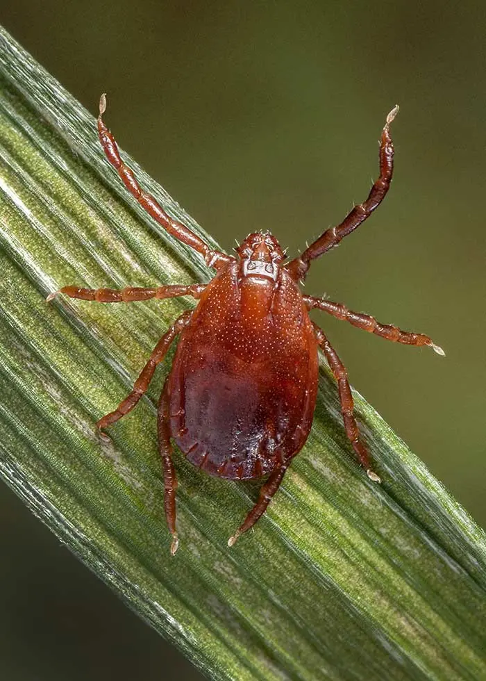 adult female Asian longhorned tick, Haemaphysalis longicornis, on a blade of grass.