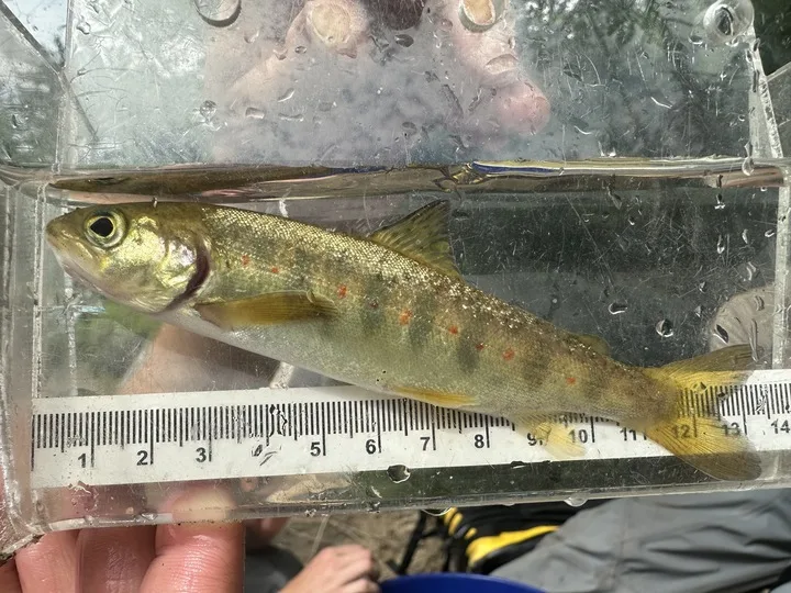 A USFWS biologist measures a juvenile salmon before releasing it into the Champlain Basin. 