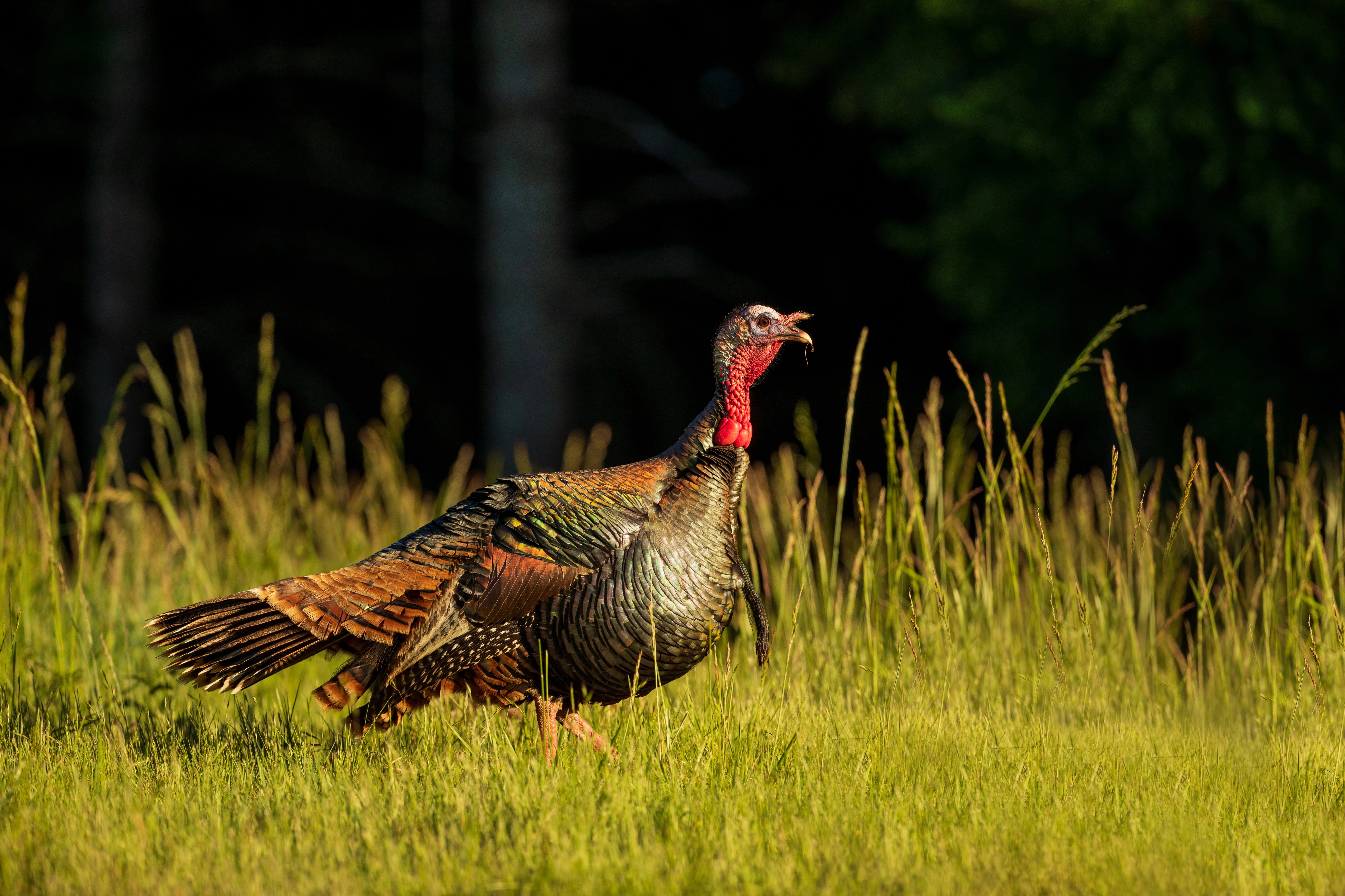 A tom turkey in a field 