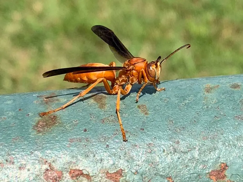 Red Paper Wasp