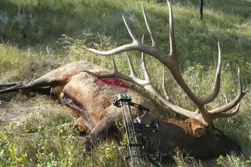 A world record bull elk on the ground next to a compound bow. 