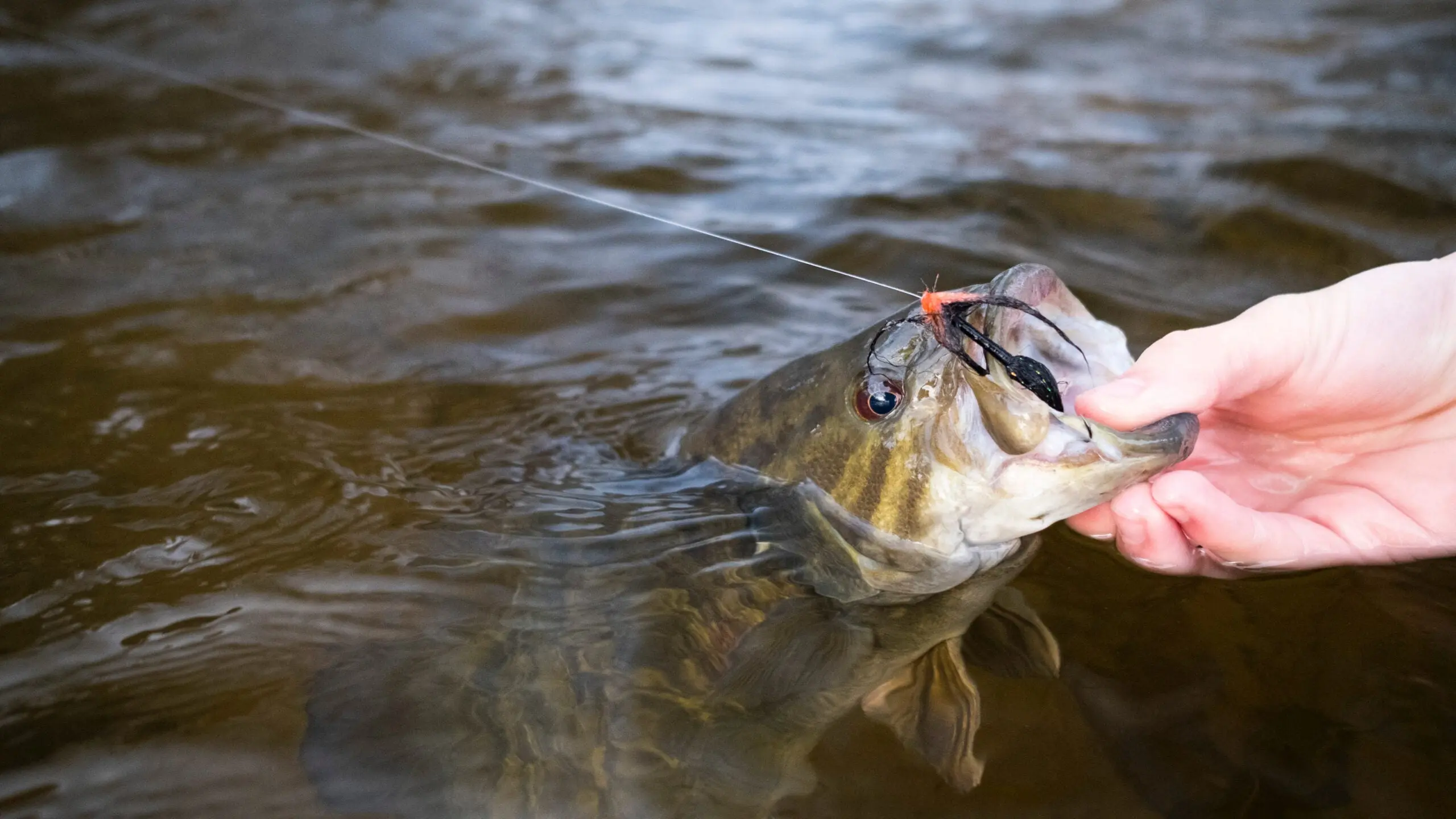 A river smallmouth caught on a egg sucking leech.