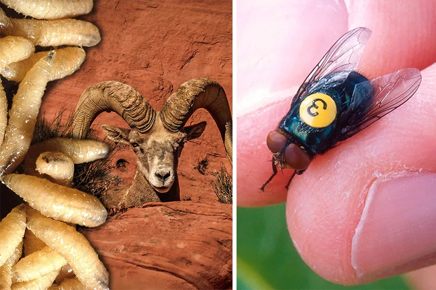 A parasitic fly known as the New World screw worm could decimate desert bighorns in Texas.
