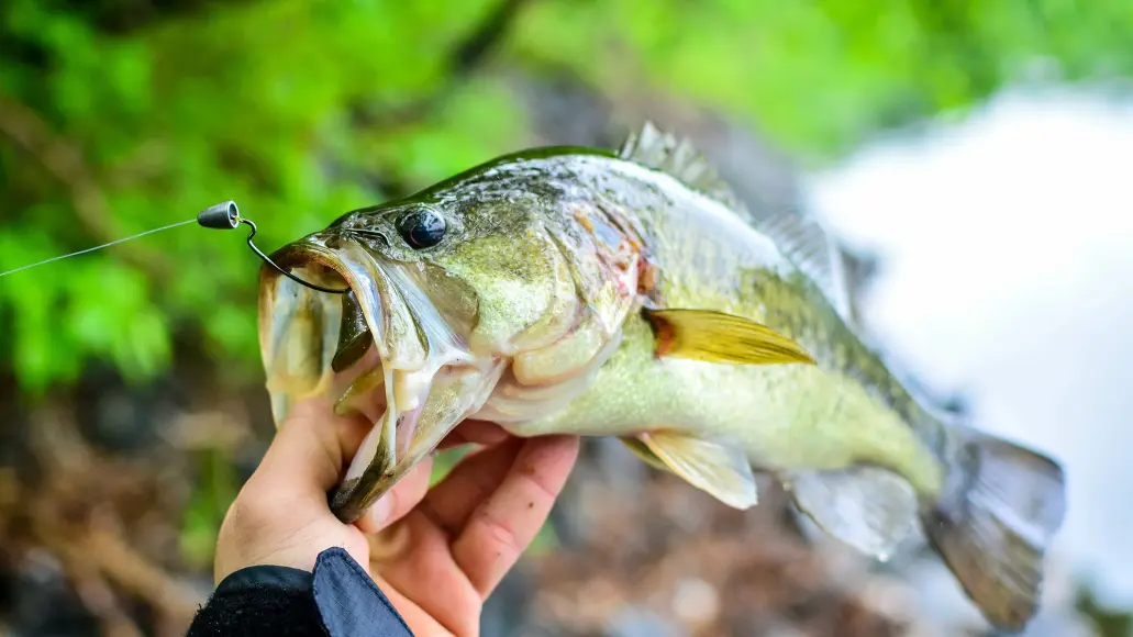 angler holding largemouth bass