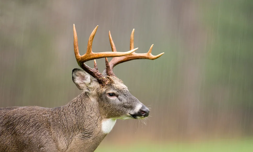 Whitetail deer in the rain