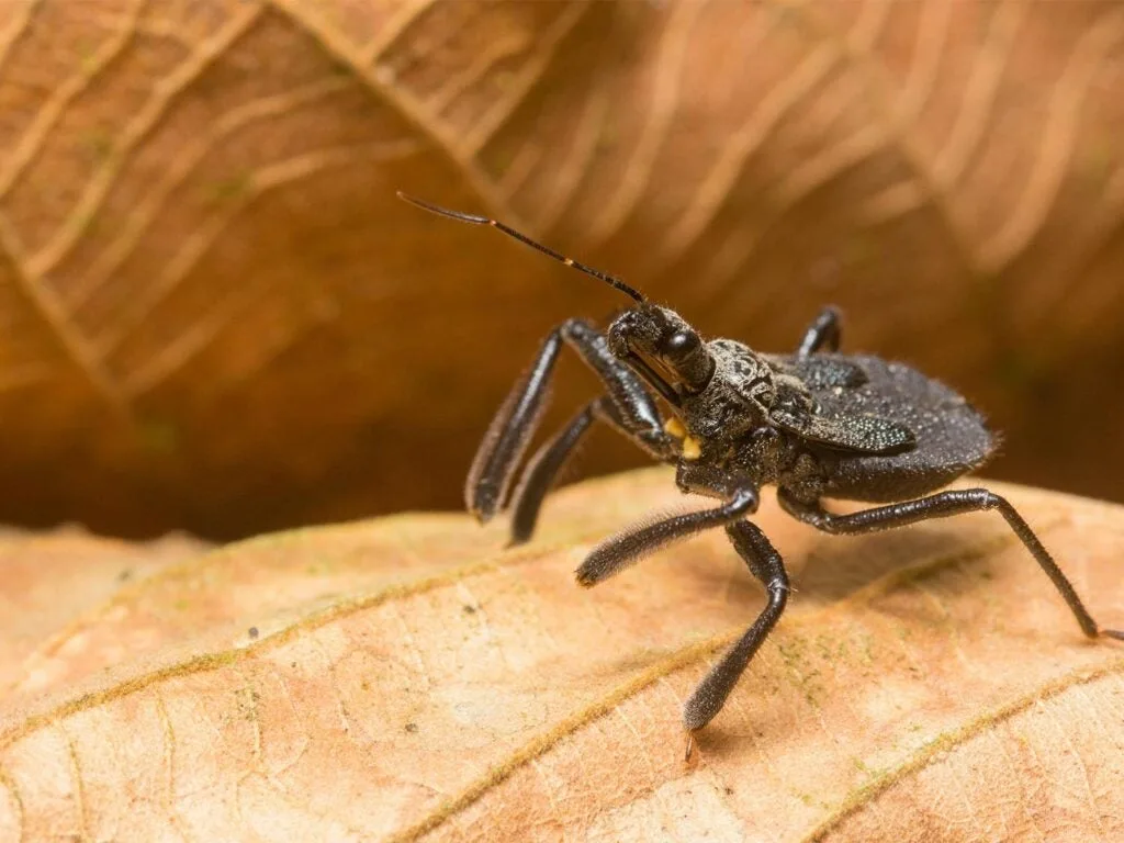 Close up detail of a kissing bug.