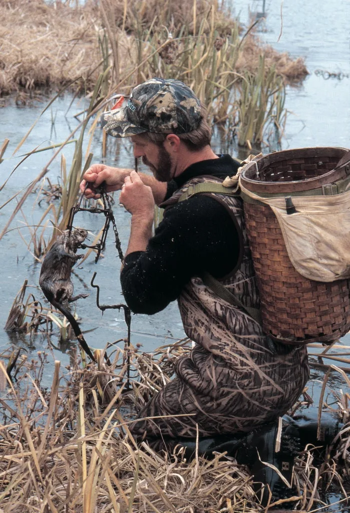 Fur trapper pulling a muskrat from the water.