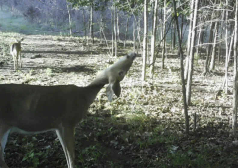 Trail camera photo of a doe deer with it's head seemingly up side down.
