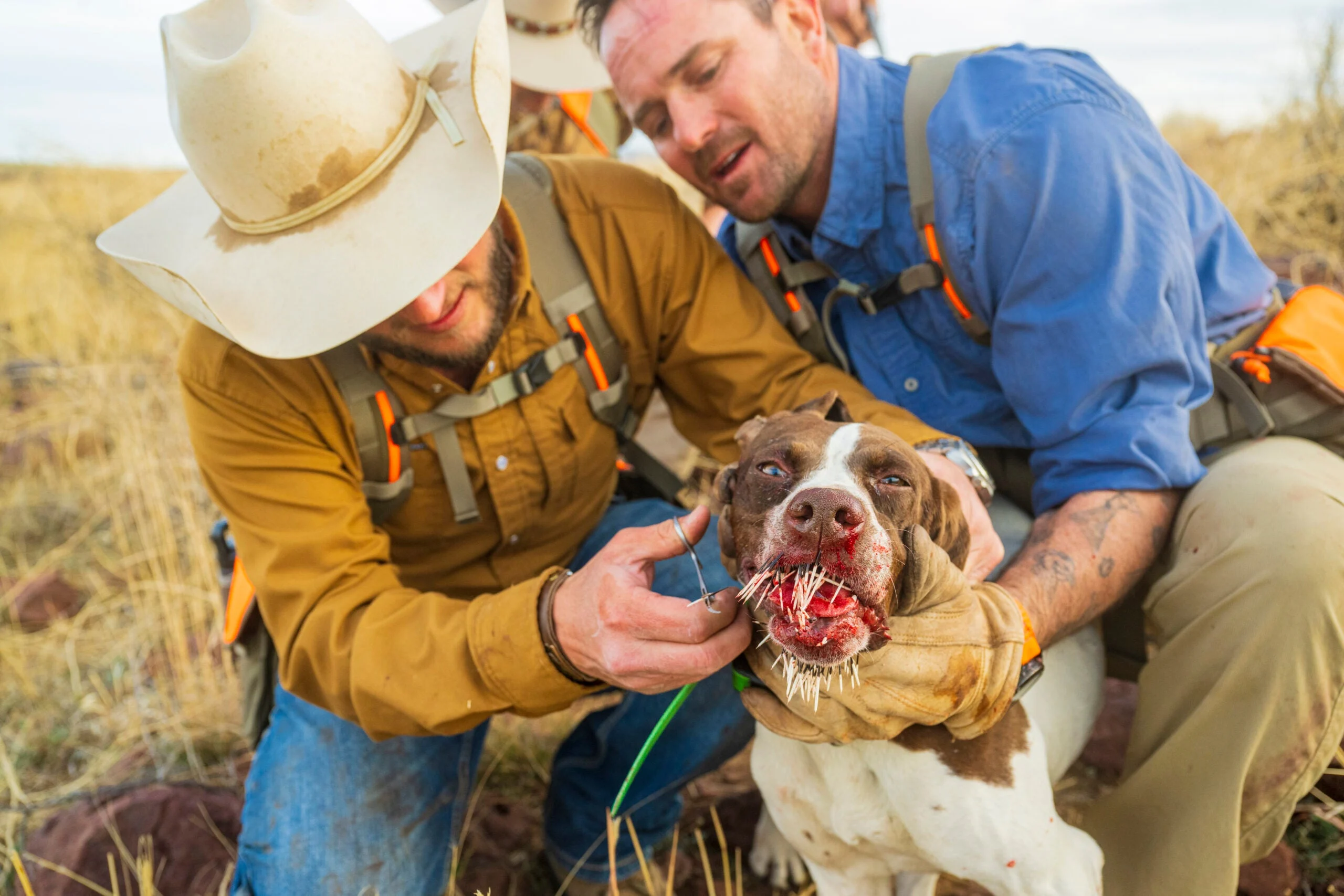 a hunting dog with porcupine quills in its mouth.