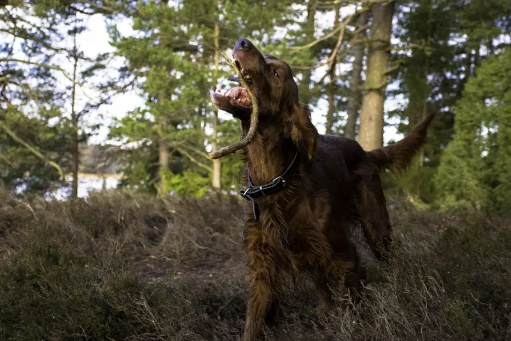 Irish setter, one of the best hunting dog breeds, fetches a stick