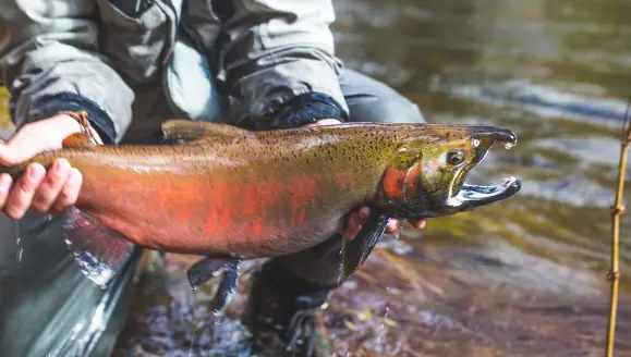 Angler holding salmon while fishing