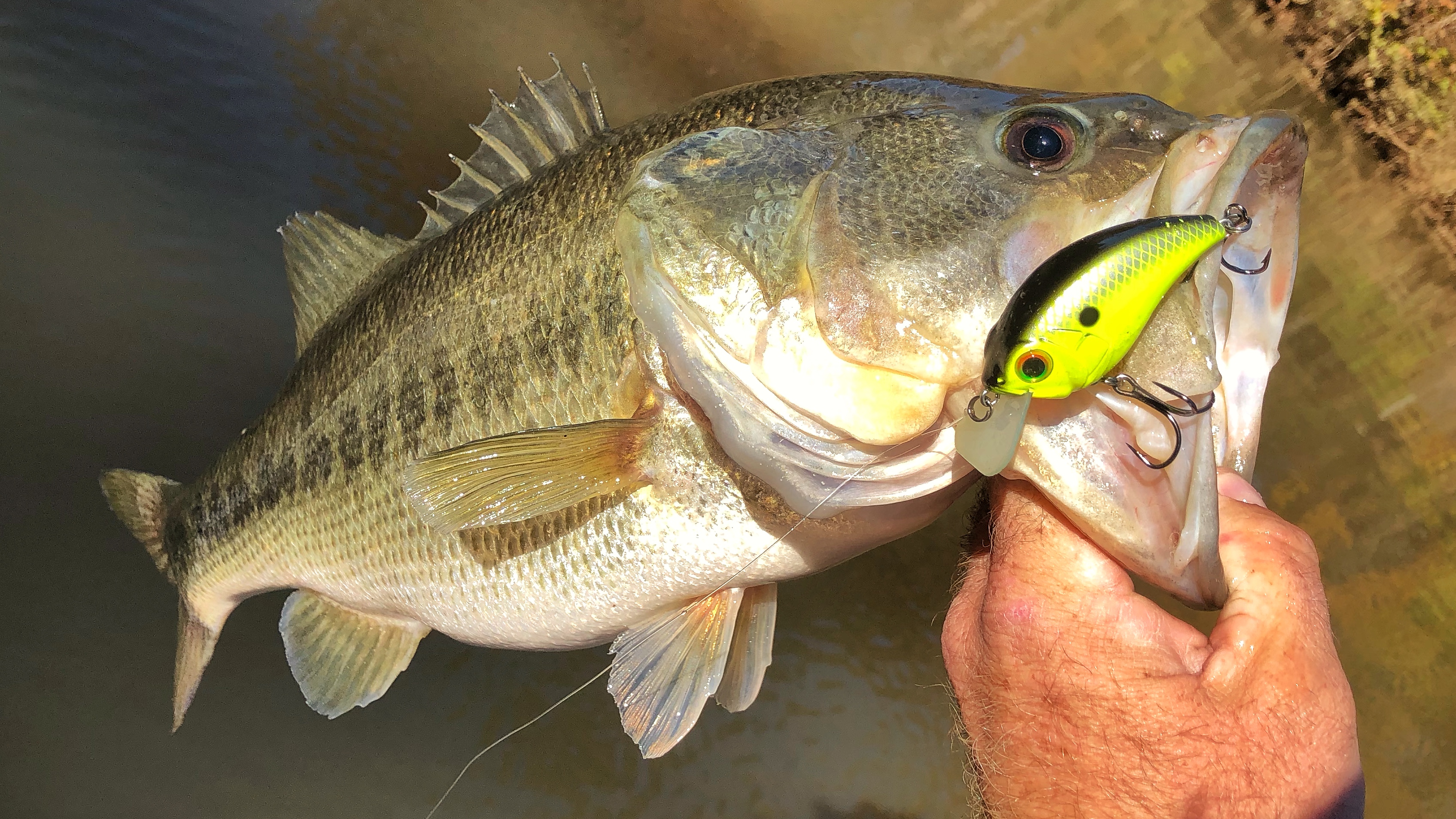 Largemouth bass with lure in its mouth