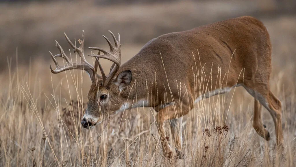 Whitetail buck seeking does