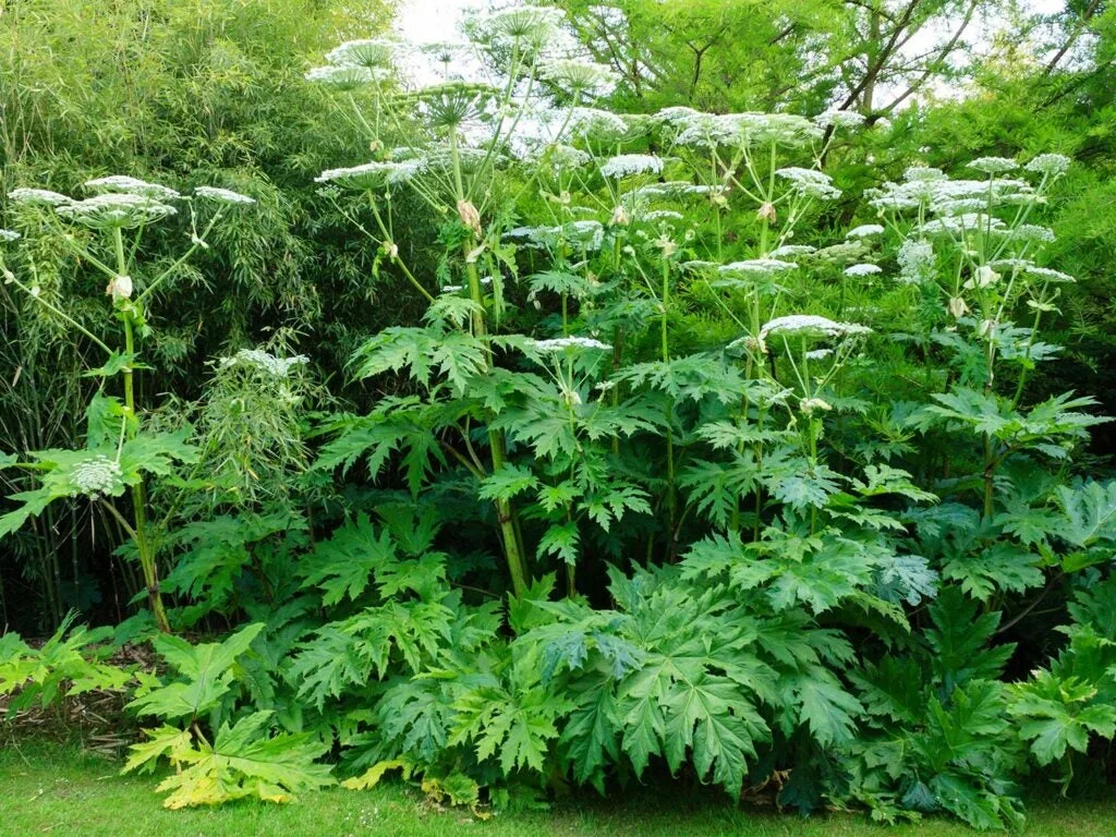 giant hogweed in the fields