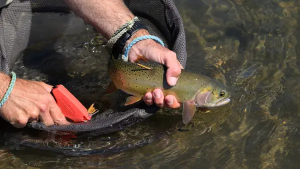 hands hold cutthroat trout over net and tag it