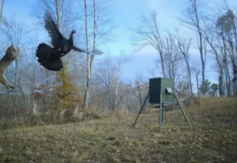 A trail camera photo of a bobcat jumping into the air trying to catch a wild turkey
