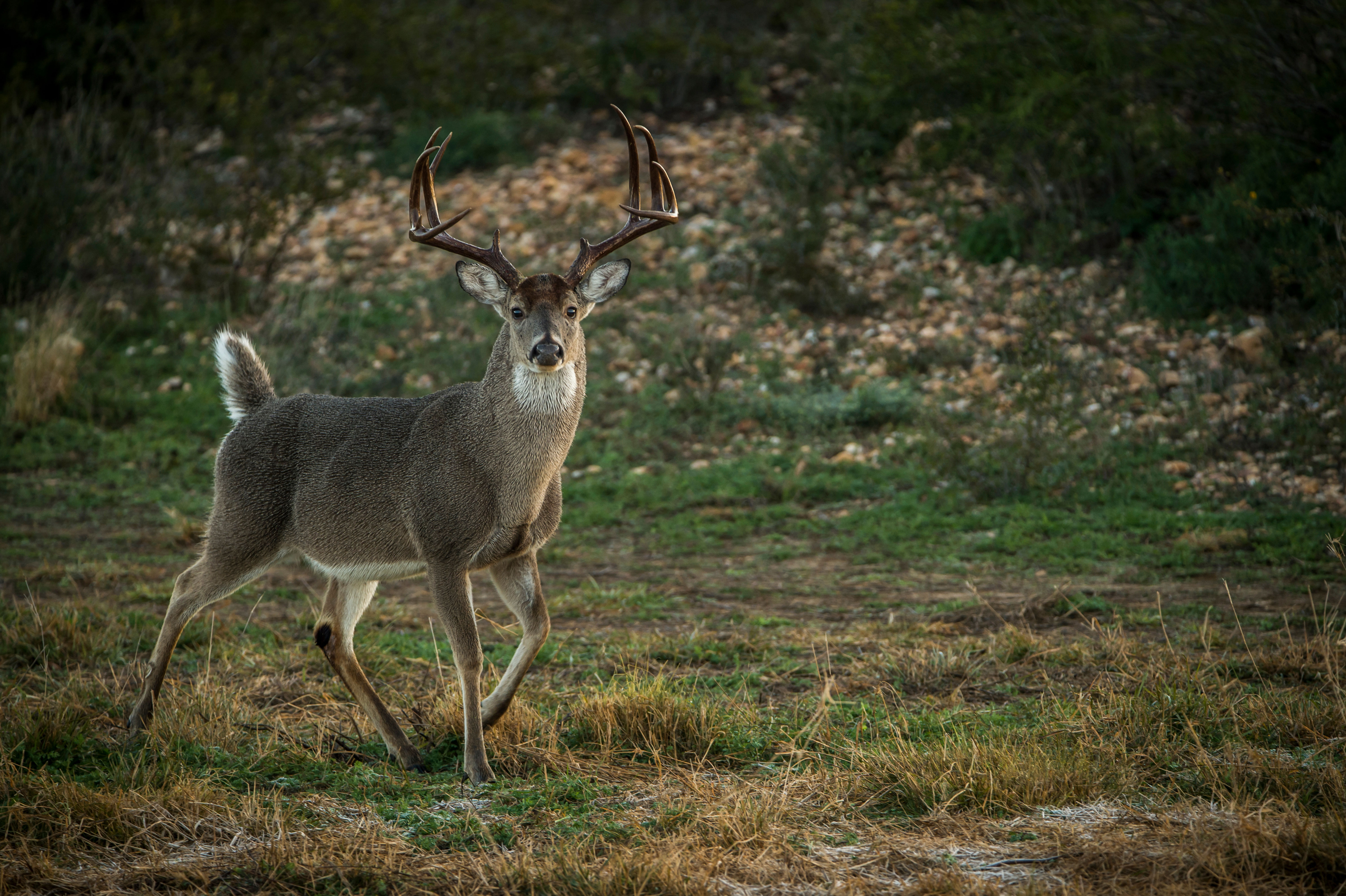 A big whitetail buck walks across a field of tan grass. 