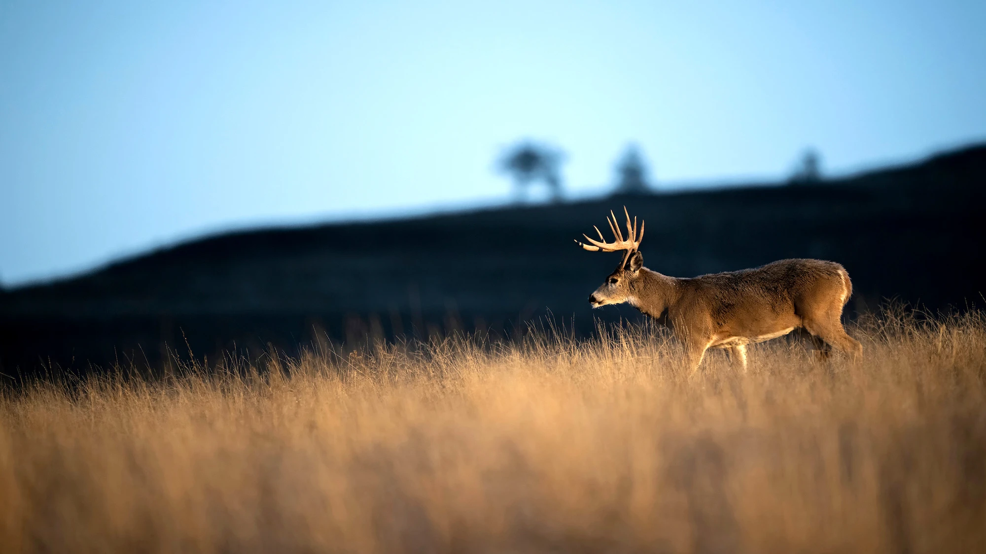 A big whitetail buck walks across a field of tan grass just before dusk. 