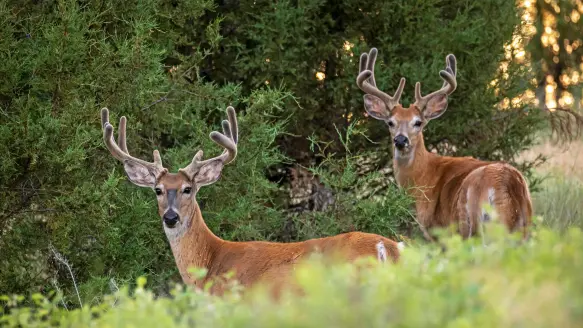 Two summer whitetail bucks with velvet antlers in brushy cover.