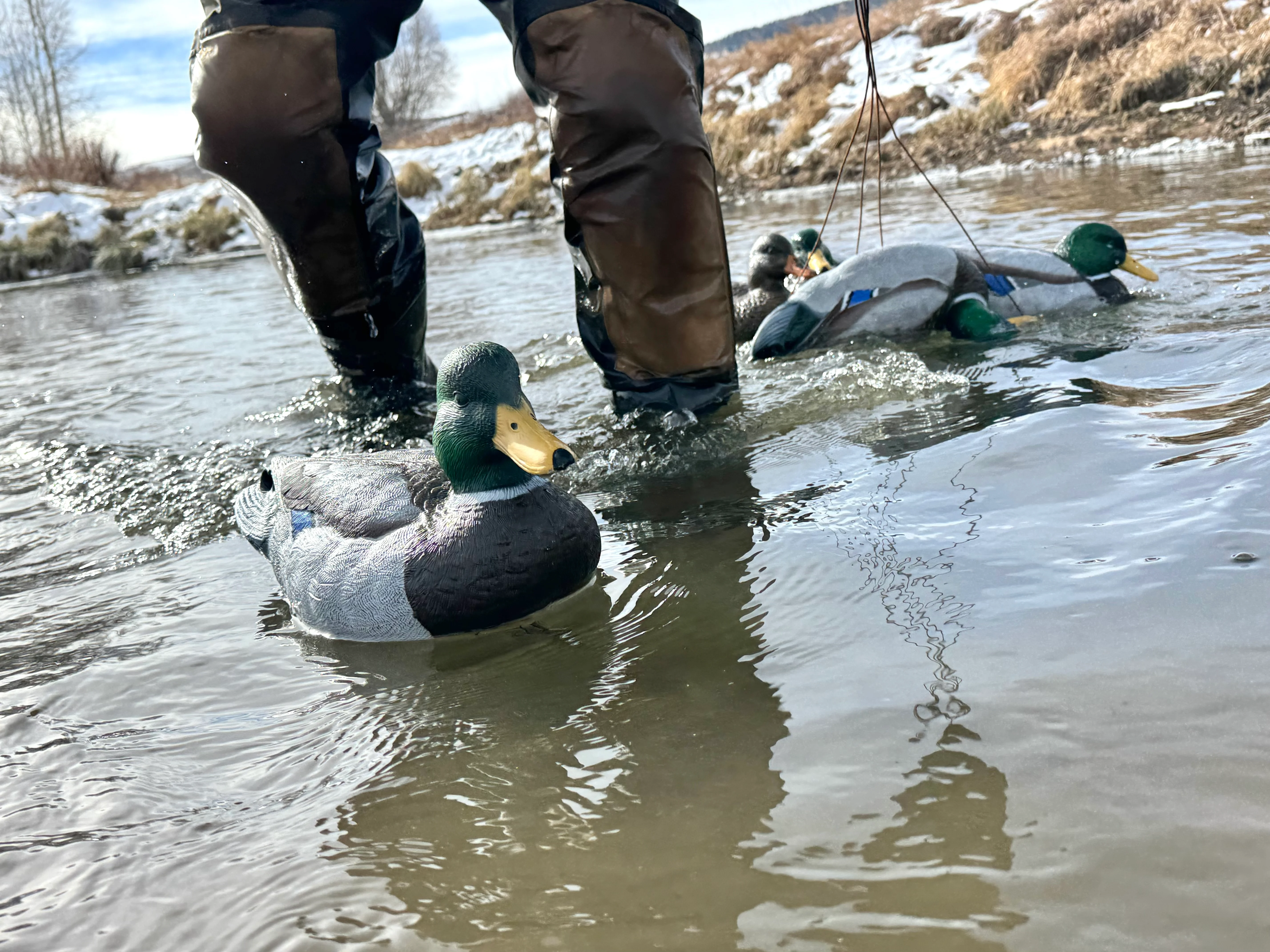 Mallard decoy in water