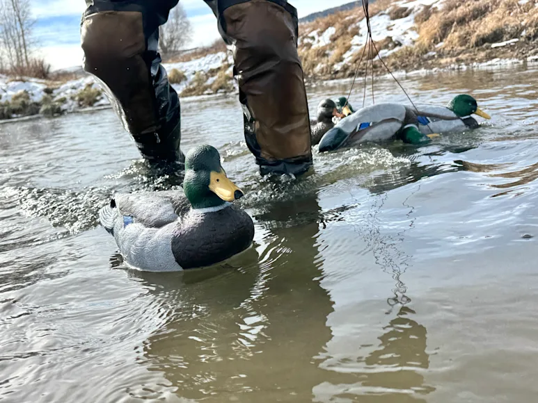 Mallard decoy in water