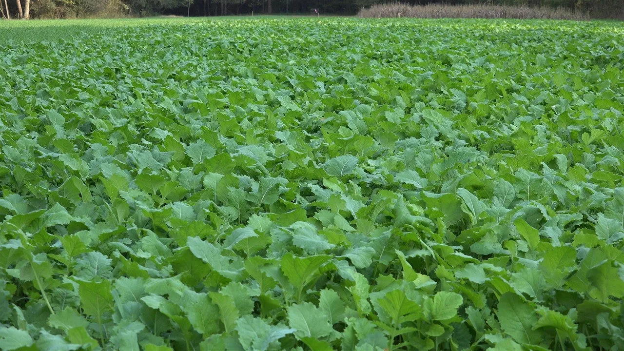 A plot of Whitetail Institute BeetsNGreens brassicas.