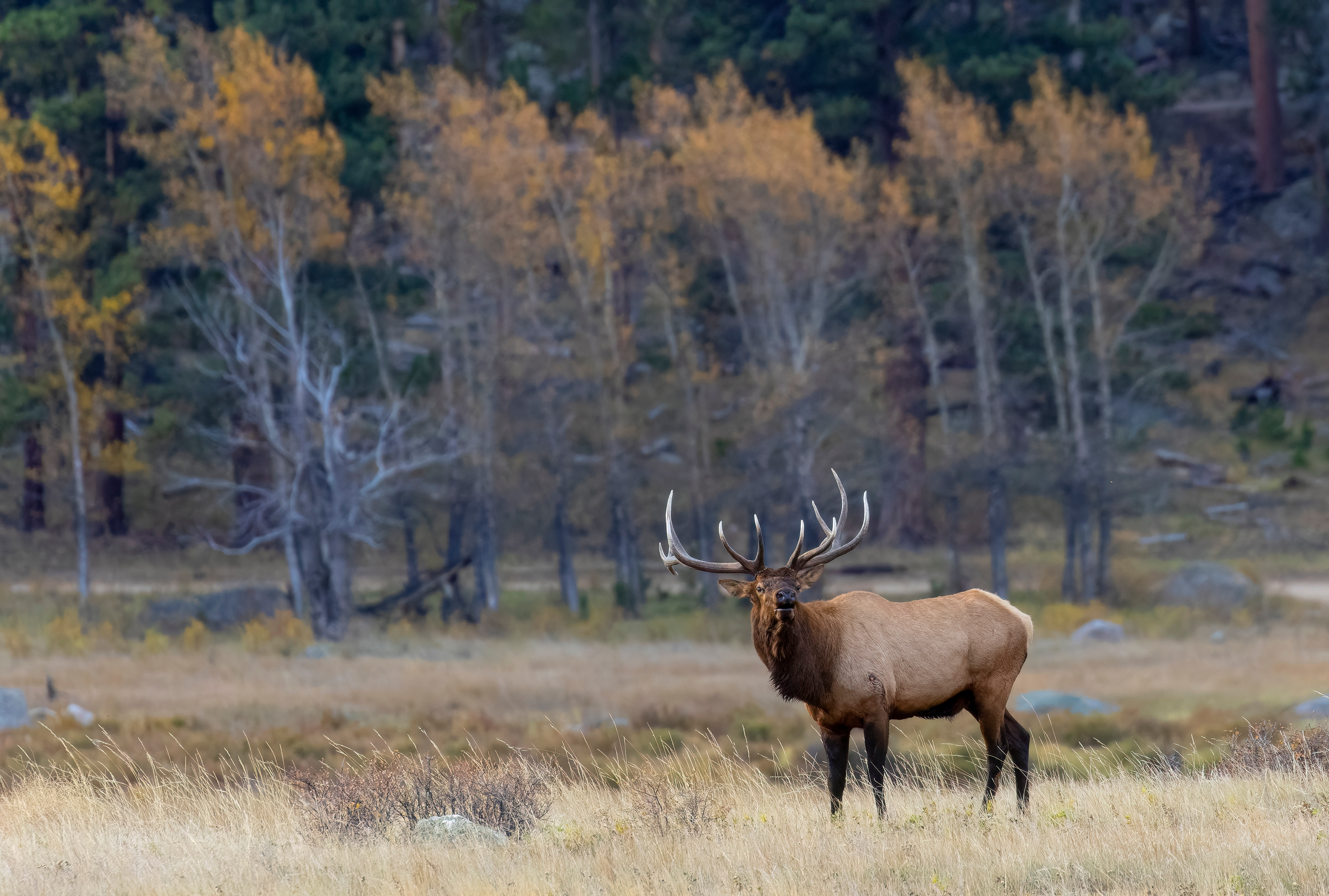 A bull elk bugles in a meadow in Colorado. 