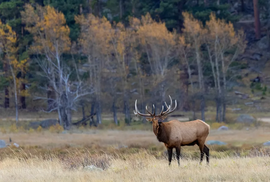 A bull elk bugles in a meadow in Colorado.