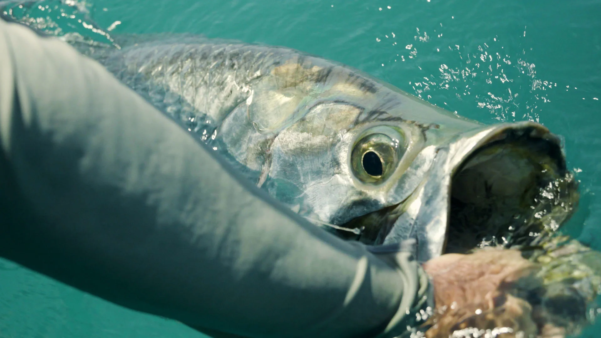 A tarpon caught in the Florida Everglades. 
