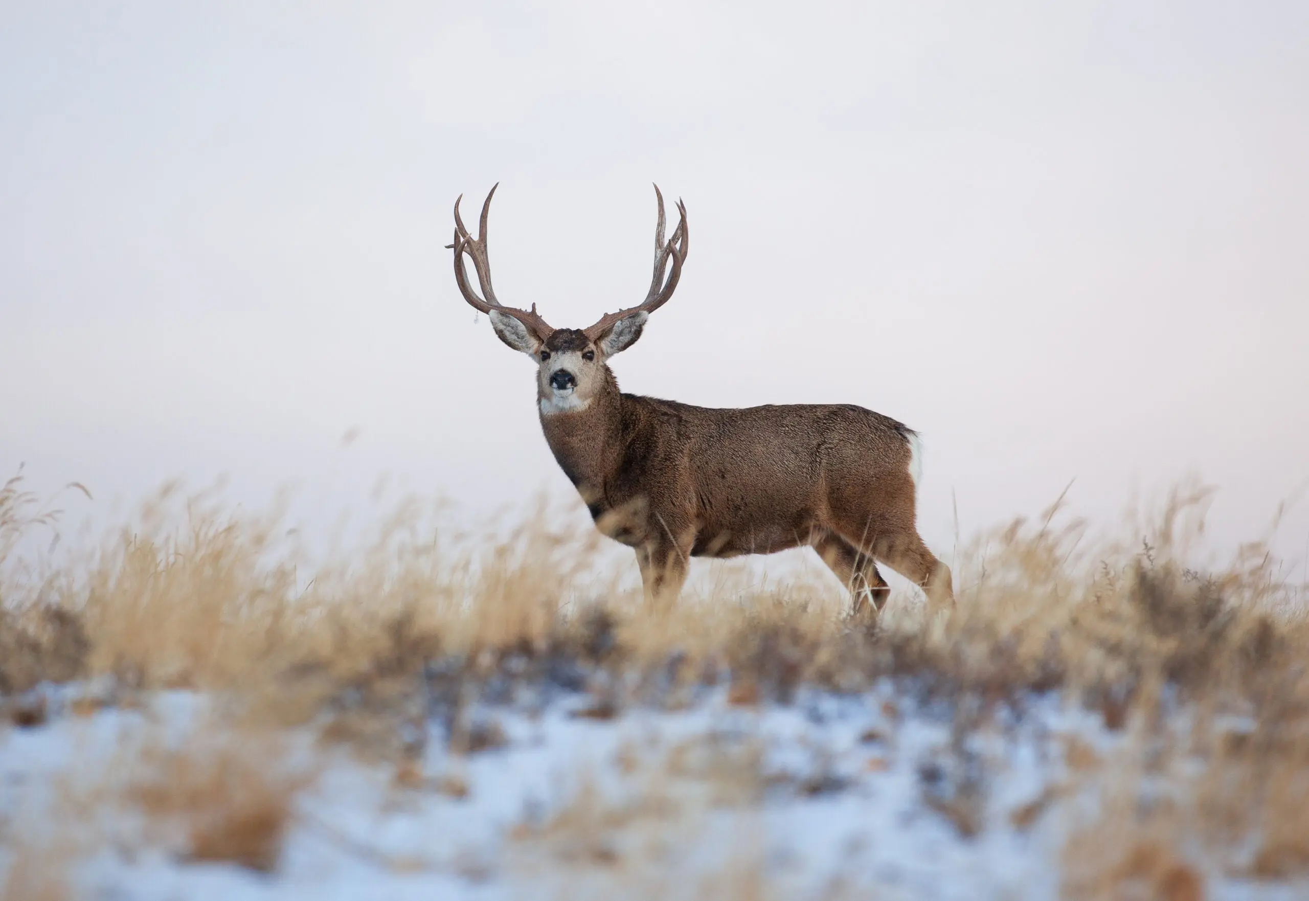 A photo of a mule deer standing broadside in snowy conditions.