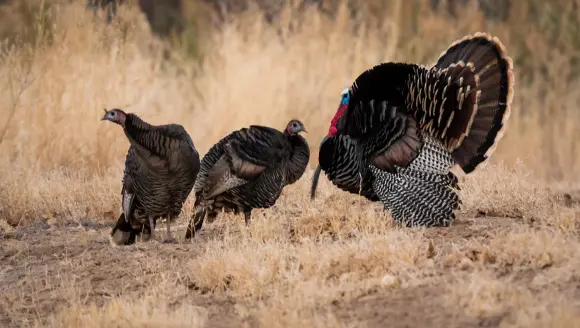 photo of wild turkeys