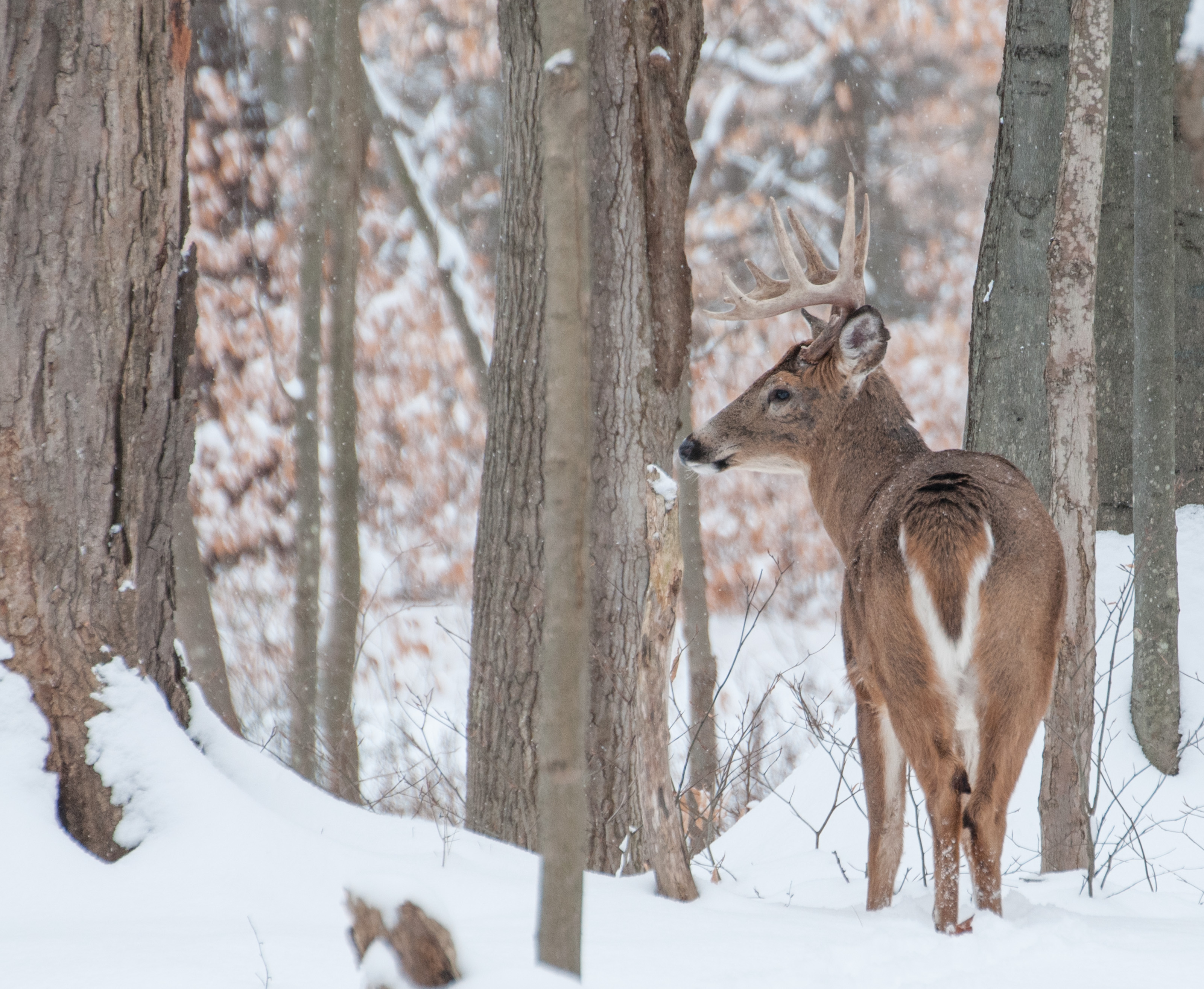 A whitetail buck walking in the snow. 