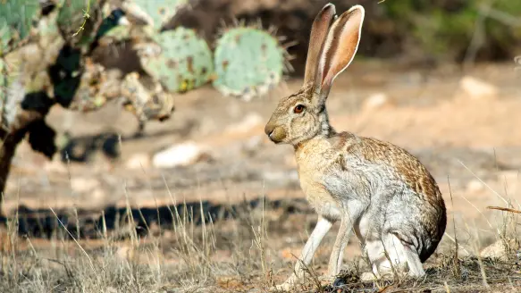 Photo of a jackrabbit in a desert