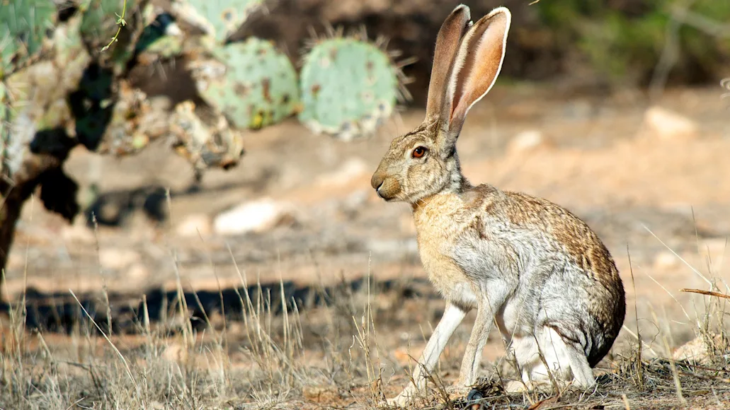 Photo of a jackrabbit in a desert
