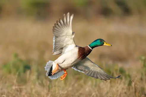 A drake mallard flying