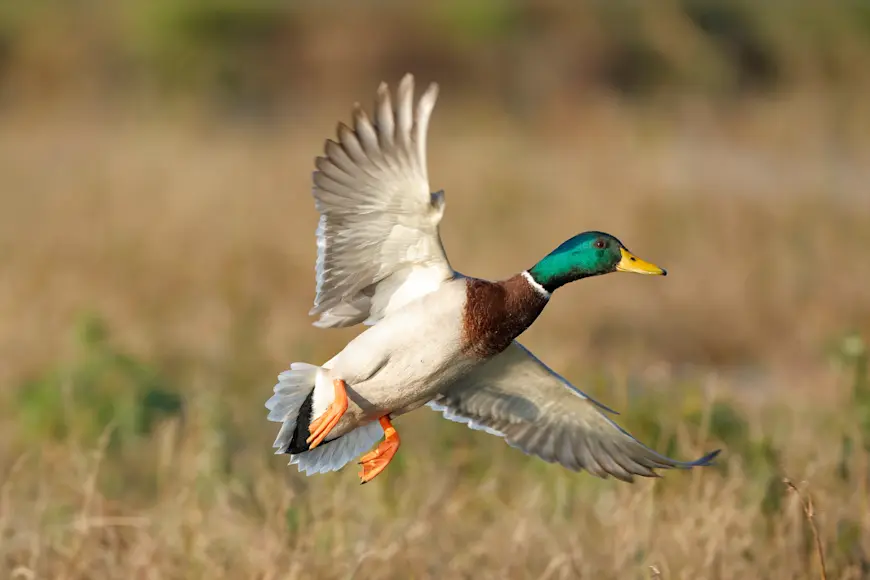 A drake mallard flying