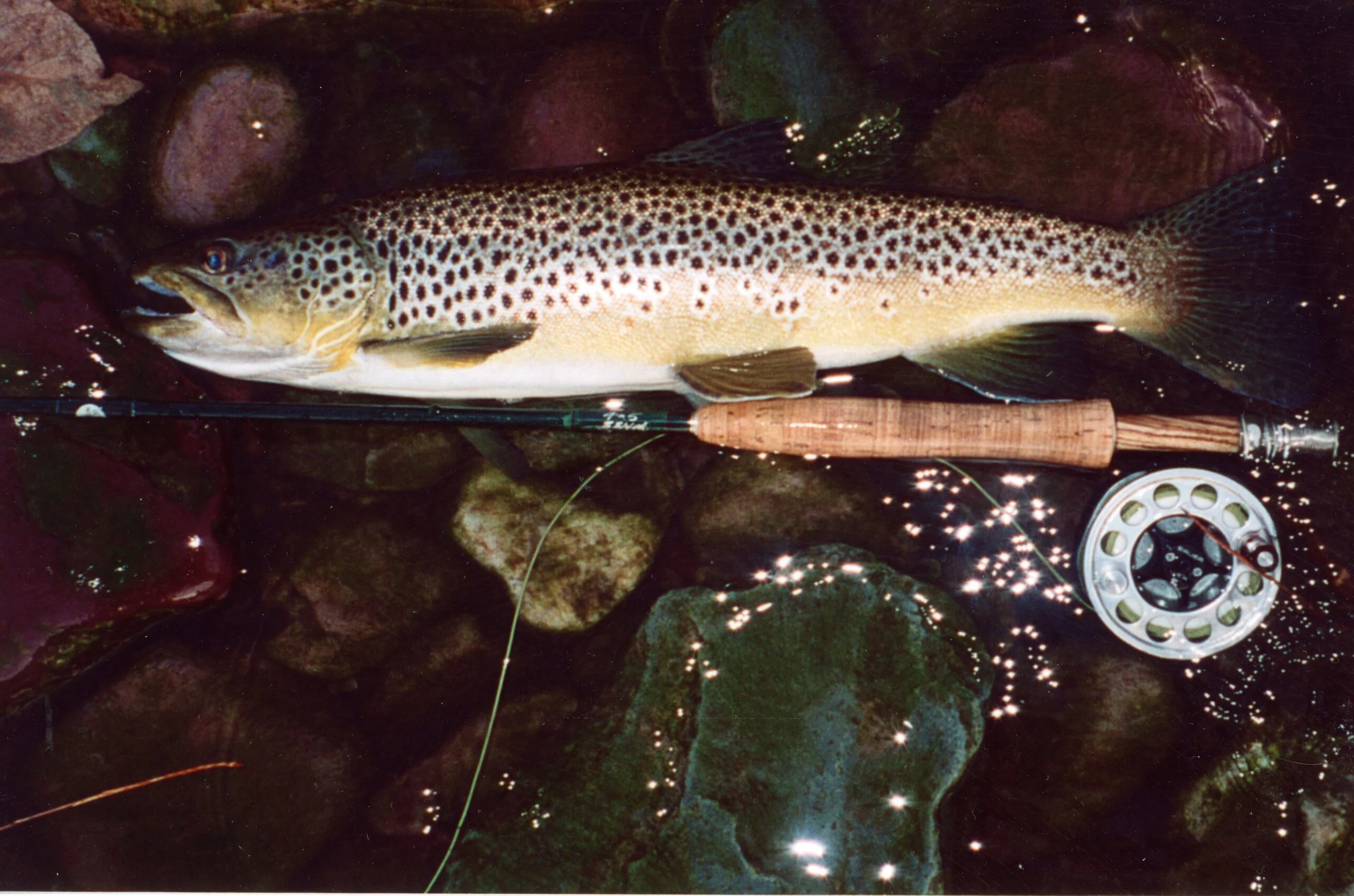 brown trout caught on the Missouri River