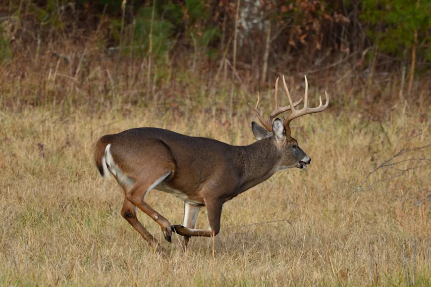 A whitetail buck runs across a field